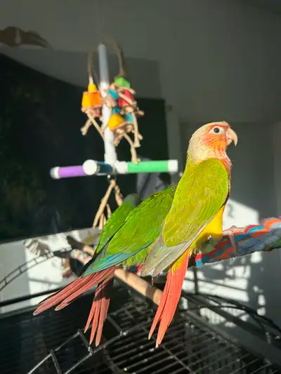 VENTE FINATE - FERMETURE Conure Joues Verte en Vente a partir de, View more