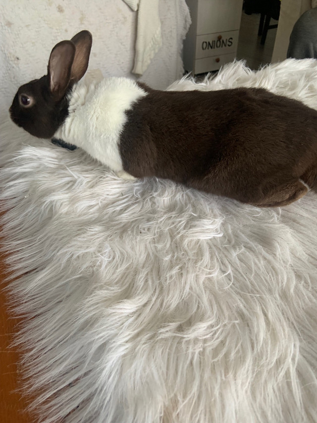  Chocolate Dutch rabbit in Small Animals for Rehoming in Red Deer - Image 2