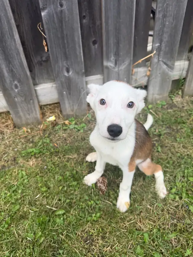 Cute Jack russell mix puppy in Dogs & Puppies for Rehoming in City of Toronto - Image 2