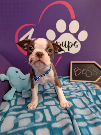 Gorgeous pure red and black Boston terrier puppies June 29, View more