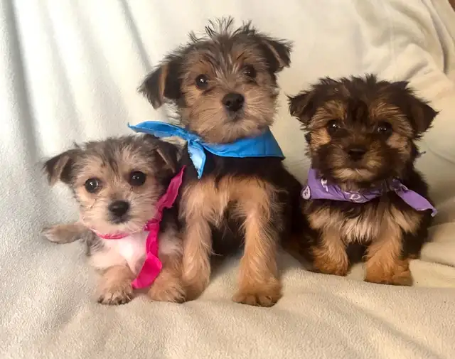 Yorkie Poo Puppies in Dogs & Puppies for Rehoming in London - Image 2