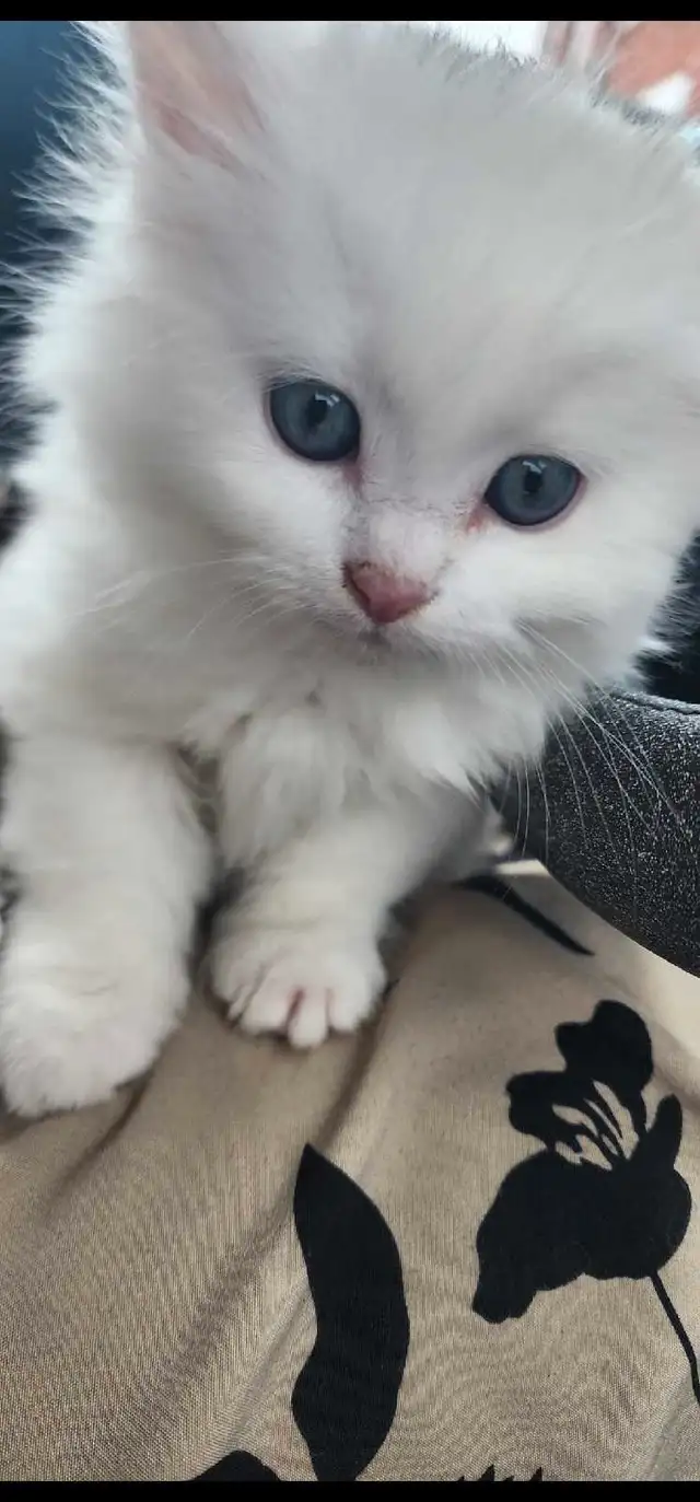 3 attractive Himalayan kittens in Cats & Kittens for Rehoming in City of Montréal - Image 3