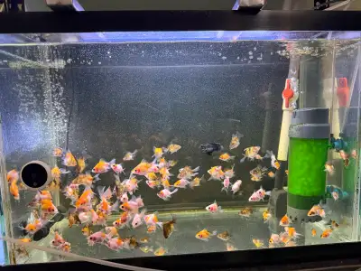 baby crossbreed ryukin goldfish, View more