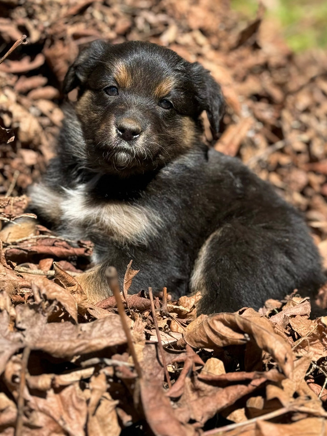 Purebred Border Collie X Pups in Dogs & Puppies for Rehoming in Hope / Kent