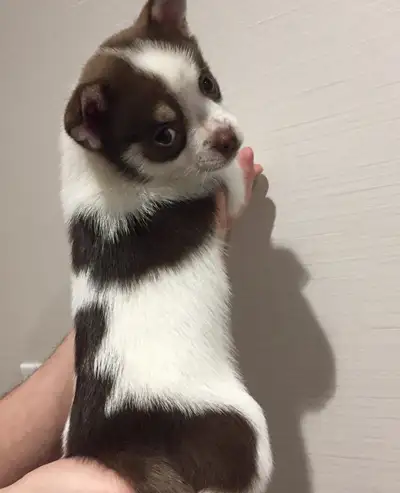 We have a small litter of male small-breed puppies, born November 1st 2025 - 10 weeks old, raised in...