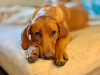 I have an absolutely amazing 7 month old CKC registered Red Fox Lab puppy available. She is so affec...