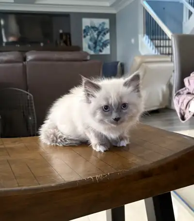 purebred Ragdoll Kittens, View more