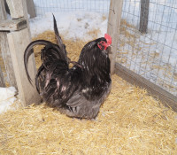 ISO Black Copper Marans & Ameraucana rooster