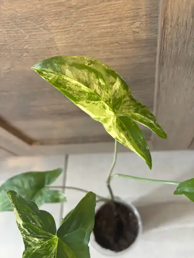 Rare mint plant, View more