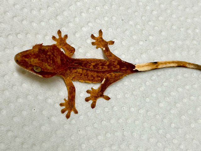 Crested geckos in Reptiles & Amphibians for Rehoming in City of Halifax - Image 4