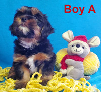 ❤️ NEW PICTURES:  Adorable Yorkie/Maltese/Shih Tzu  Puppies❤️