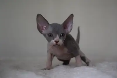 Sphynx , Elf TICA Registered Purebred Female, Males KITTENS, View more
