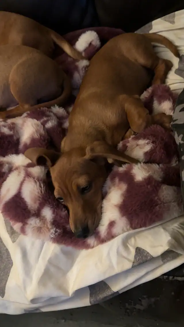 chi-weenie puppies!! Only 2 left! in Dogs & Puppies for Rehoming in Strathcona County - Image 5