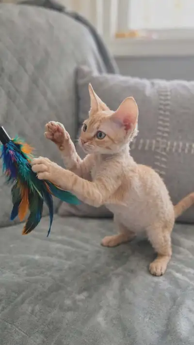 Stunning 3 Devon Rex Kittens - Vaccinated & Ready for New Homes!, View more