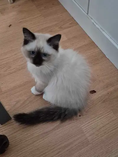 Adorables chatons ragdoll PURE race, View more