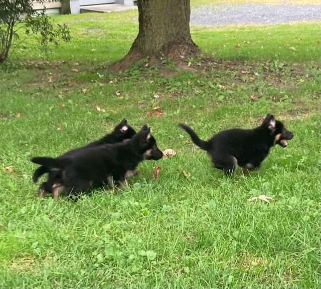 German Shepherd Puppies/Berger Allemand Chiots Chiens et chiots à adopter Longueuil/Rive Sud