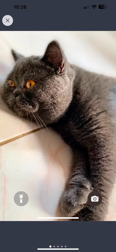 British shorthair Intact Male Cat , View more
