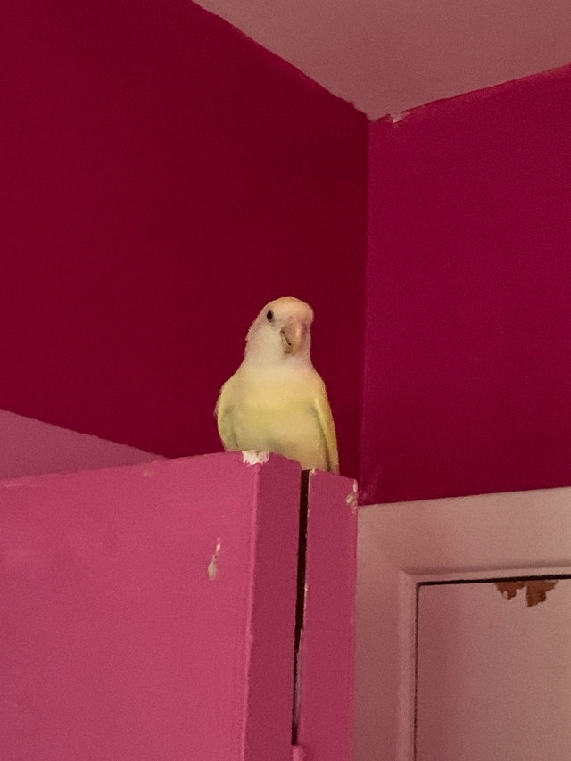 Paire d’inséparables (URGENT) dans Oiseaux à adopter  à Laval/Rive Nord