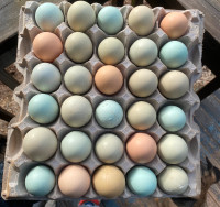 Easter egger hatching eggs