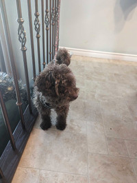 Poodle 8 month for sale