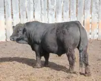 2 Year Old Simmental Bull