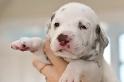 Bonjour à tous, nous vous présentons notre portée de 5 chiots Dalmatien pure race. 4 mâles tachetés...