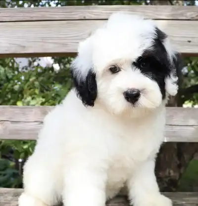 F1 Bernadoodle Puppy for sale, View more