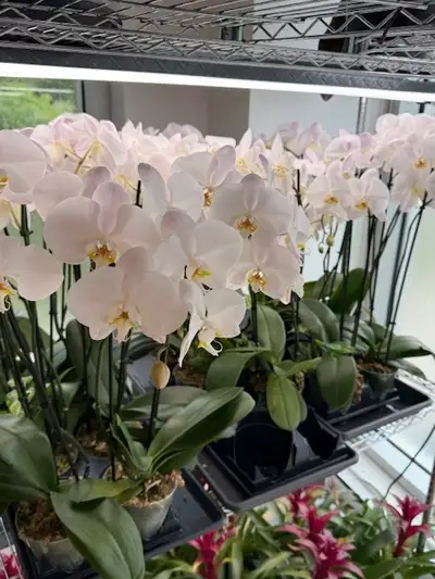 Plusieurs plants d'orchidées blanc double-tiges. Qualité supérieure cultivés au Québec en serre. (Pr...