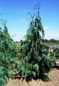 ‘Pendula' Nootka Cypress