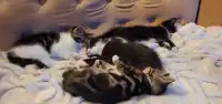 Kittens go to go for loving forever homes.