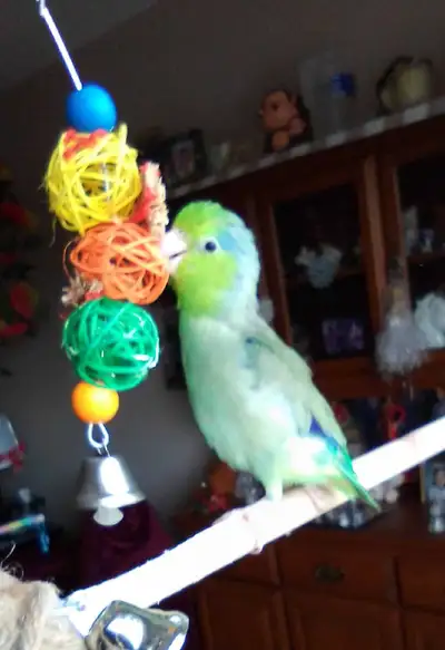 Urgent : Male 6 months old Green Parrotlet, View more