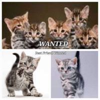WANTED: grey stripes & short hair kitten. 