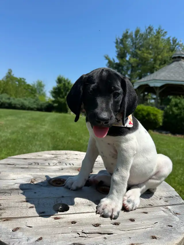 German shorthaired pointer puppies in Dogs & Puppies for Rehoming in Windsor Region - Image 3
