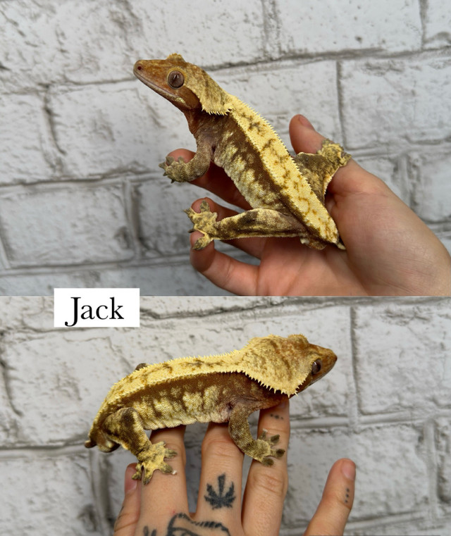 Lilly white crested gecko  in Other in London - Image 3