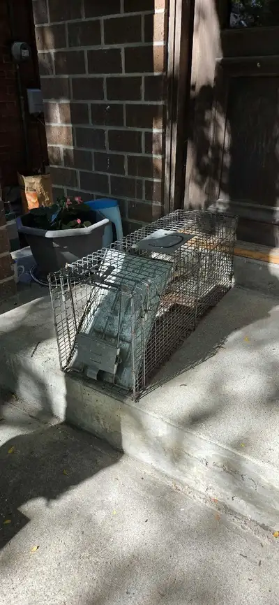 racoon cage, View more