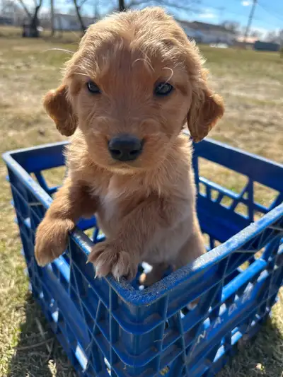 golden doodle pups, View more