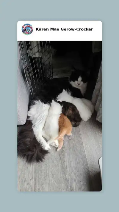 Maine Coon Babies, View more