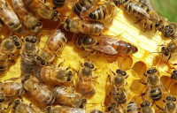 Honey bee nucs