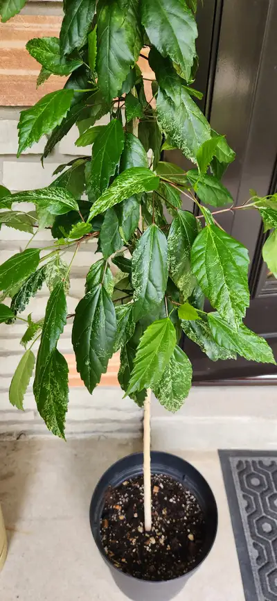 HYBISCUS PLANT FOR SALE!!!, View more