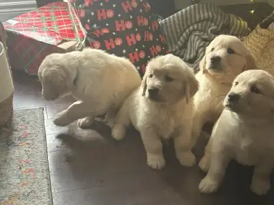 Upcoming litter - Puppies expected soon!❤️, View more