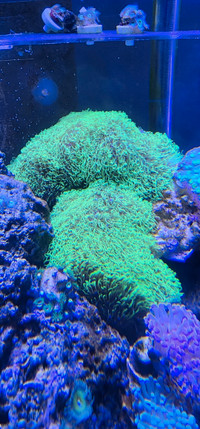 Green star polyp frags (updated pics)