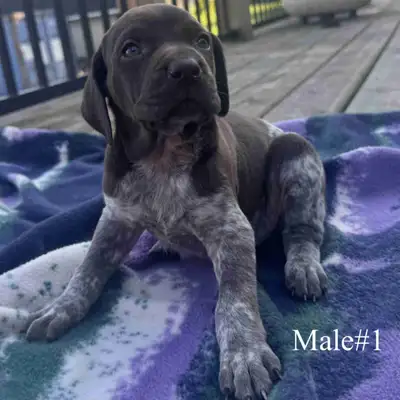 German Shorthaired Pointer Puppies , View more