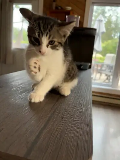 Chaton de 10semaines Mâle Propre ( va a la litière) Mange de nourriture sèche. Joueur colleux