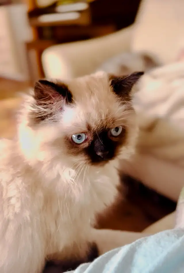 LOVECATS TICA reg. Cattery: Persian Himalayans and Himalayan in Cats & Kittens for Rehoming in Kingston - Image 11