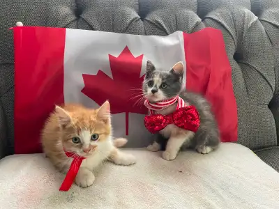 Beautiful Kittens for Sale, View more