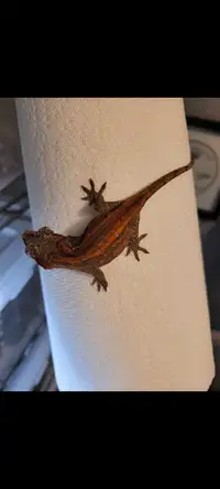 Unsexed Gargoyle Gecko