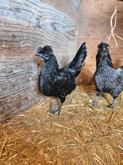 Trio of Chickens for Sale!, View more
