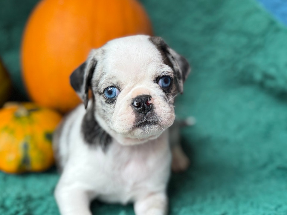 KOI PUG PUPPY! | Dogs & Puppies for Rehoming | Yarmouth | Free local ...