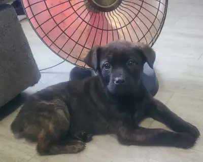 Puppies are ready to go to there new homes. Females and males, Well socialized with young children....