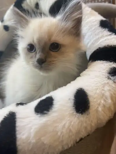Adorable Purebred Ragdoll Kittens Looking For a Forever Home, View more